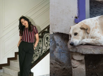 zhalay sarhadi condemns stray dog killings in punjab calls culling inhumane and ineffective