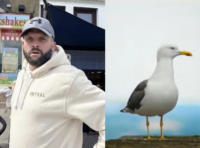 who is jonathan jonny roberts what we know about the man linked to cornwall seagull incident who is jonathan jonny roberts what we know about the man linked to cornwall seagull incident