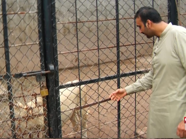 A lion kept in a cage at private facility in Lahore before Punjab’s ban on big cats in urban areas. Photo: Express