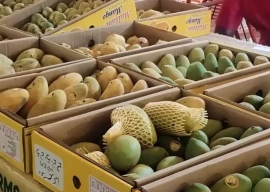 two day mango festival opens in lahore two day mango festival opens in lahore
