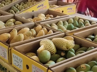 two day mango festival opens in lahore two day mango festival opens in lahore