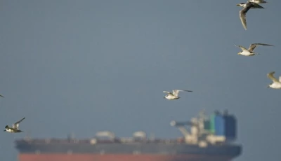 a photo of a tanker in the background as seagulls fly by photo anadolu agency