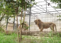 a lion kept in a cage at private facility in lahore before punjab s ban on big cats in urban areas photo express