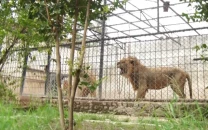 big cat policy faces uncertainty