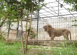 punjab breeders call for big cat permits similar to zoos punjab breeders call for big cat permits similar to zoos