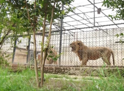 punjab breeders call for big cat permits similar to zoos punjab breeders call for big cat permits similar to zoos
