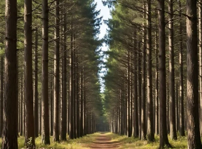 kiwi government faces court action over unlawful emissions reductions plan kiwi government faces court action over unlawful emissions reductions plan