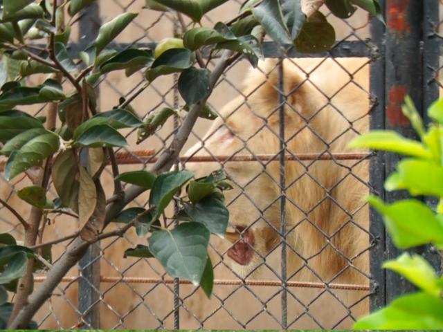 A lion kept in a cage at private facility in Lahore before Punjab’s ban on big cats in urban areas. Photo: Express