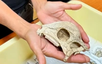 massive dinosaur footprint discovery near 2026 winter olympics venues in italy