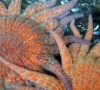 cool water found to shield starfish from deadly wasting disease cool water found to shield starfish from deadly wasting disease