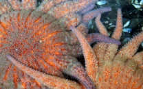 cool water found to shield starfish from deadly wasting disease cool water found to shield starfish from deadly wasting disease