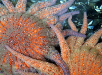cool water found to shield starfish from deadly wasting disease