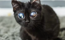 dorito the viral kitten recovers from rare eye condition and is adopted