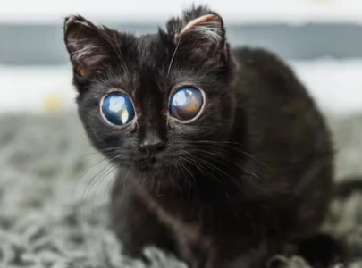 dorito the viral kitten recovers from rare eye condition and is adopted dorito the viral kitten recovers from rare eye condition and is adopted
