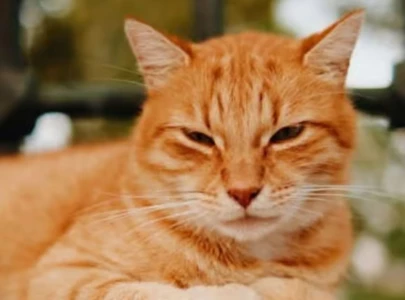 what is this viral cat game that has players stressed out and obsessed