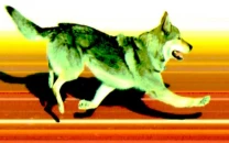 stray dog crashes winter olympics race and crosses finish line alongside skiers