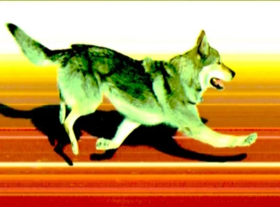 stray dog crashes winter olympics race and crosses finish line alongside skiers