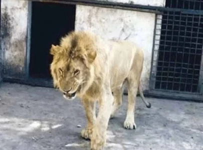 visitors flee as lion escapes at lahore s jallo park