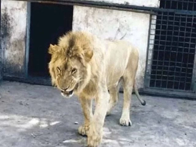 visitors flee as lion escapes at lahore s jallo park visitors flee as lion escapes at lahore s jallo park