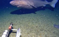 shark discovered in antarctica s deep waters for the first time on camera