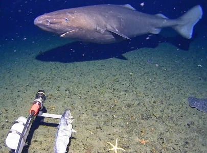 shark discovered in antarctica s deep waters for the first time on camera