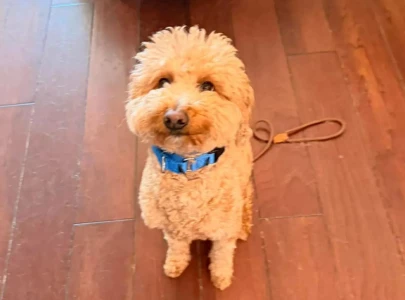 woman arrested after allegedly abandoning dog at las vegas airport