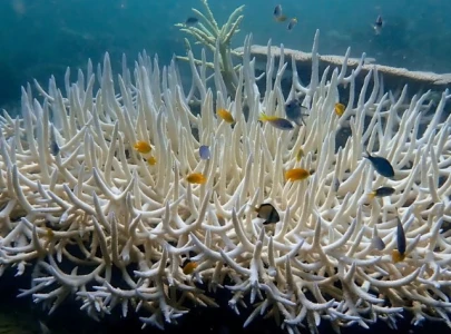 coral bleaching reaches unprecedented scale hitting 84 of global reefs