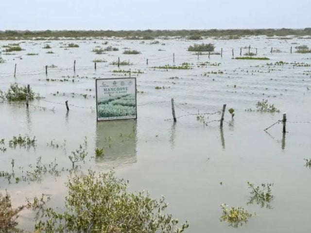 Even as mangroves are restored in some parts of the coastline, land grabbing and residential development projects drive clearing in other areas  Asif HASSAN / AFP