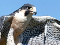 punjab to enforce zero tolerance policy against illegal hunting of falcons quails punjab to enforce zero tolerance policy against illegal hunting of falcons quails