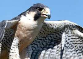 punjab to enforce zero tolerance policy against illegal hunting of falcons quails punjab to enforce zero tolerance policy against illegal hunting of falcons quails