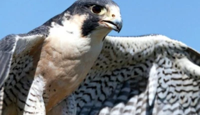 punjab to enforce zero tolerance policy against illegal hunting of falcons quails
