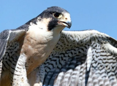 punjab to enforce zero tolerance policy against illegal hunting of falcons quails punjab to enforce zero tolerance policy against illegal hunting of falcons quails