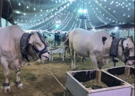 punjab to introduce italian model for modern dairy farming punjab to introduce italian model for modern dairy farming