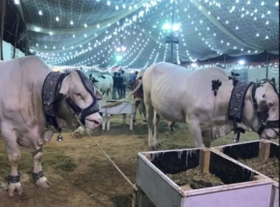 punjab to introduce italian model for modern dairy farming punjab to introduce italian model for modern dairy farming