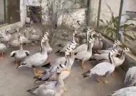 bar headed geese a migratory species that travels to pakistan from siberia during winter photo express