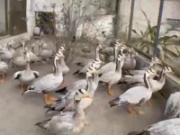 bar headed geese a migratory species that travels to pakistan from siberia during winter photo express bar headed geese a migratory species that travels to pakistan from siberia during winter photo express