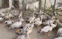 punjab recovers 44 rare bar headed geese in operation
