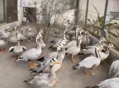 punjab recovers 44 rare bar headed geese in operation