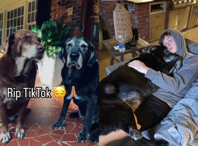 viral dog zawg s death leaves millions mourning