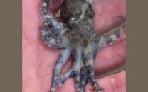british tourist films brush with death after handling deadly blue ringed octopus british tourist films brush with death after handling deadly blue ringed octopus