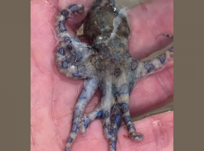 british tourist films brush with death after handling deadly blue ringed octopus british tourist films brush with death after handling deadly blue ringed octopus