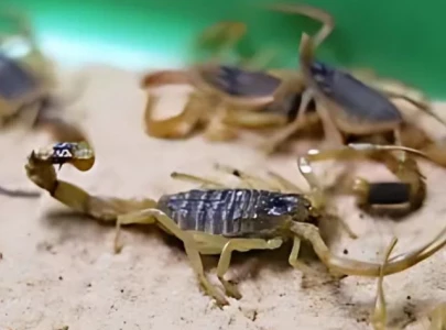 scorpion stings cases surge 250 in brazil scorpion stings cases surge 250 in brazil