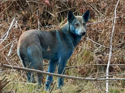 blue dogs spotted in chernobyl spark investigation into unusual coloration