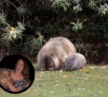 american influencer s visa under review after baby wombat video sparks outrage american influencer s visa under review after baby wombat video sparks outrage