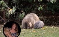 american influencer s visa under review after baby wombat video sparks outrage american influencer s visa under review after baby wombat video sparks outrage