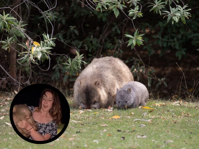 american influencer s visa under review after baby wombat video sparks outrage american influencer s visa under review after baby wombat video sparks outrage