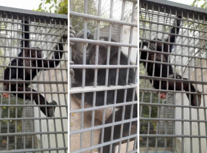 karachi zoo s beloved chimpanzee bibi passes away at 40 karachi zoo s beloved chimpanzee bibi passes away at 40