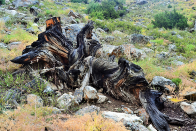 pollution on the rise in capital pollution on the rise in capital