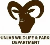 urial population in salt range rises urial population in salt range rises