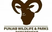 urial population in salt range rises